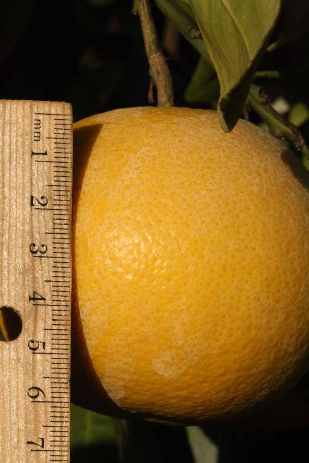              Fruit (Riverside, CA)       